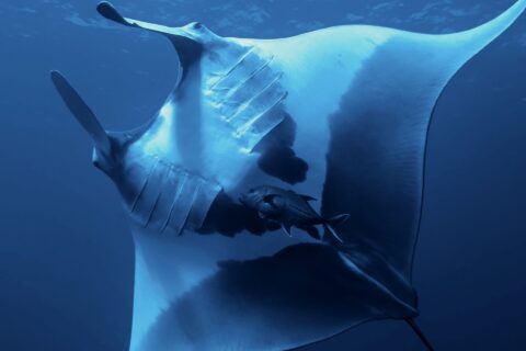 Una manta oceanica vista da sotto, il ventre bianco segnato da grandi macchie nere, le fessure branchiali visibili, un carango sotto di lei e la superficie in alto