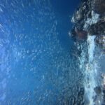 Migliaia di sardine argentate in un banco compatto nell'acqua blu, contro la parete del reef dove spicca un corallo cervello rosso.