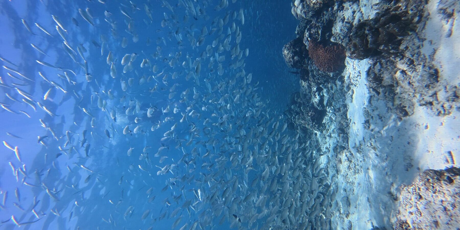 Migliaia di sardine argentate in un banco compatto nell'acqua blu, contro la parete del reef dove spicca un corallo cervello rosso.