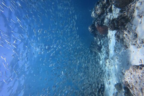 Migliaia di sardine argentate in un banco compatto nell'acqua blu, contro la parete del reef dove spicca un corallo cervello rosso.