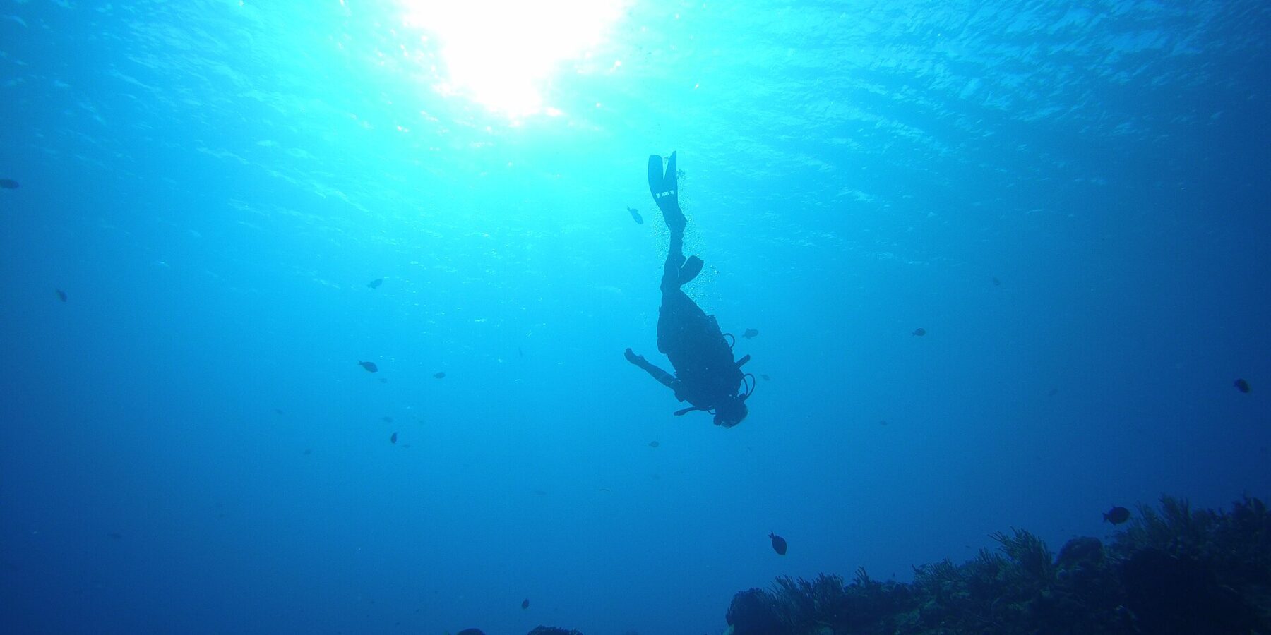 La sagoma di un sub che scende a testa in giù verso il reef di Palancar Gardens, con il sole in controluce in superficie e gorgonie sul fondo