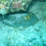 Una pastinaca a macchie blu posata sulla sabbia sotto uno strapiombo di corallo, in un'acqua turchese
