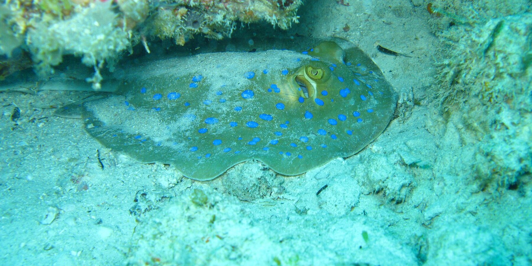 Una pastinaca a macchie blu posata sulla sabbia sotto uno strapiombo di corallo, in un'acqua turchese