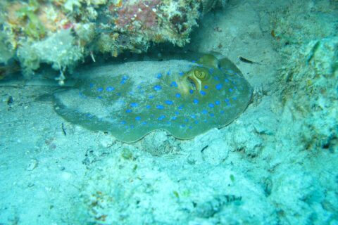 Una pastinaca a macchie blu posata sulla sabbia sotto uno strapiombo di corallo, in un'acqua turchese