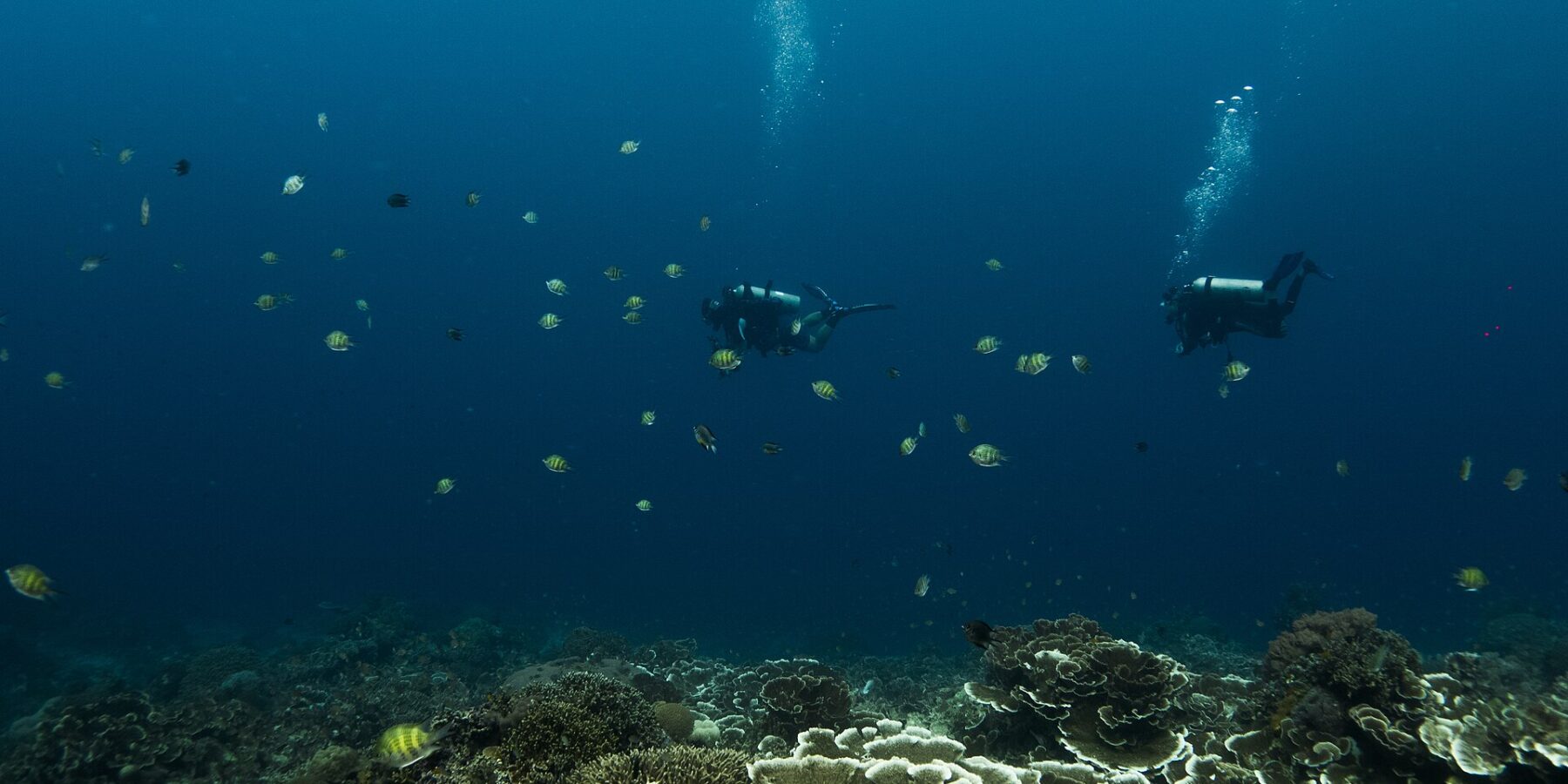 Due sub sospesi nel blu profondo sopra un giardino di coralli a lamine e a piatti, circondati da pesci sergente a strisce gialle e nere, con le bolle che salgono verso la superficie.