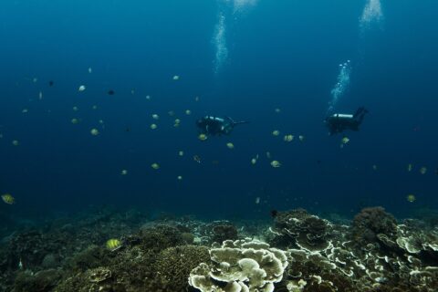 Due sub sospesi nel blu profondo sopra un giardino di coralli a lamine e a piatti, circondati da pesci sergente a strisce gialle e nere, con le bolle che salgono verso la superficie.