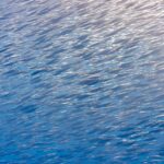 Un banco compatto di pesci trombetta argentati, piccoli pesci dal lungo muso a tubo, riempie tutta l'immagine in diagonale, illuminato dal sole in alto a destra in un'acqua blu