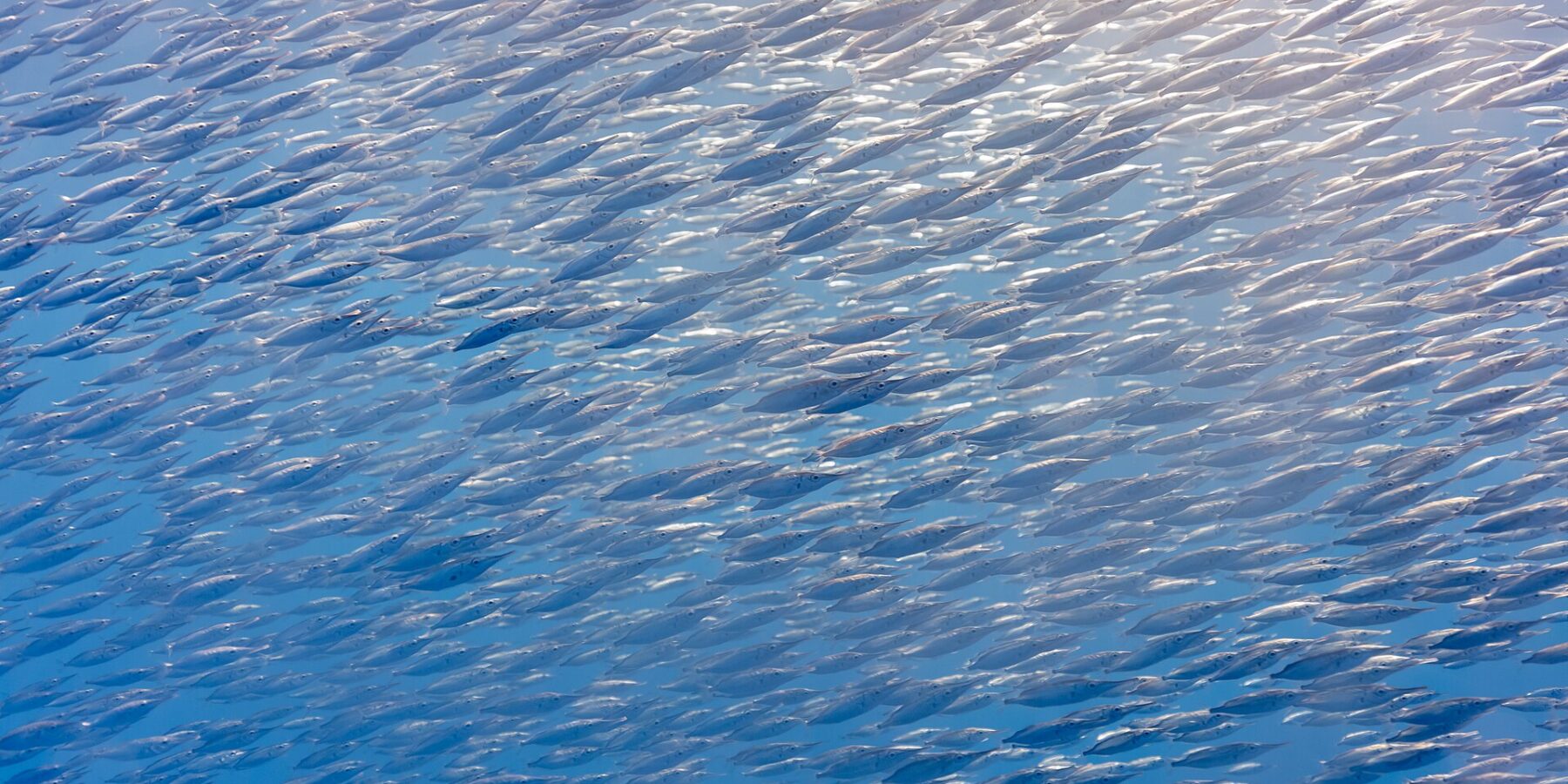 Un banco compatto di pesci trombetta argentati, piccoli pesci dal lungo muso a tubo, riempie tutta l'immagine in diagonale, illuminato dal sole in alto a destra in un'acqua blu
