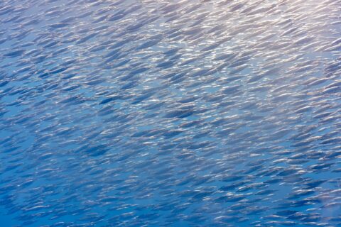 Un banco compatto di pesci trombetta argentati, piccoli pesci dal lungo muso a tubo, riempie tutta l'immagine in diagonale, illuminato dal sole in alto a destra in un'acqua blu