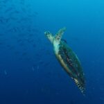 Una tartaruga marina che risale in diagonale nel blu, con le pinne anteriori sollevate e il carapace scuro coperto di alghe, davanti a un banco di fucilieri a sinistra.