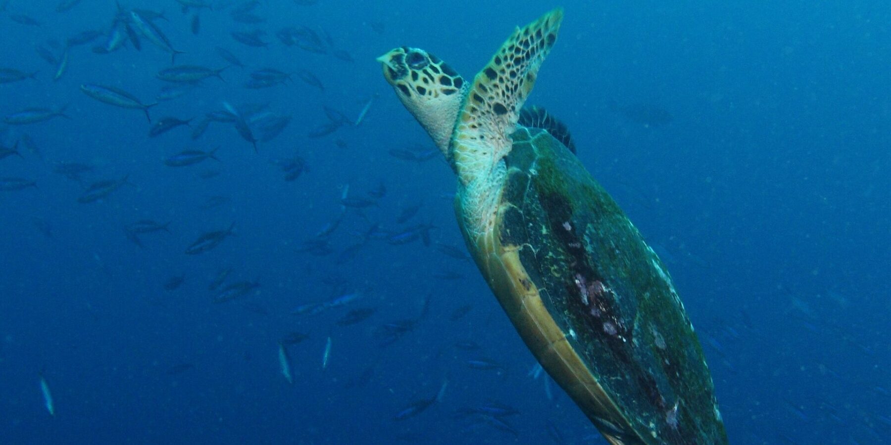 Una tartaruga marina che risale in diagonale nel blu, con le pinne anteriori sollevate e il carapace scuro coperto di alghe, davanti a un banco di fucilieri a sinistra.