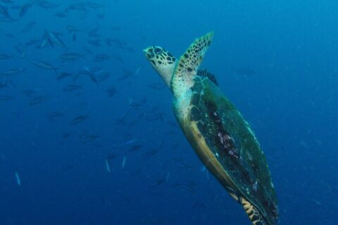 Una tartaruga marina che risale in diagonale nel blu, con le pinne anteriori sollevate e il carapace scuro coperto di alghe, davanti a un banco di fucilieri a sinistra.