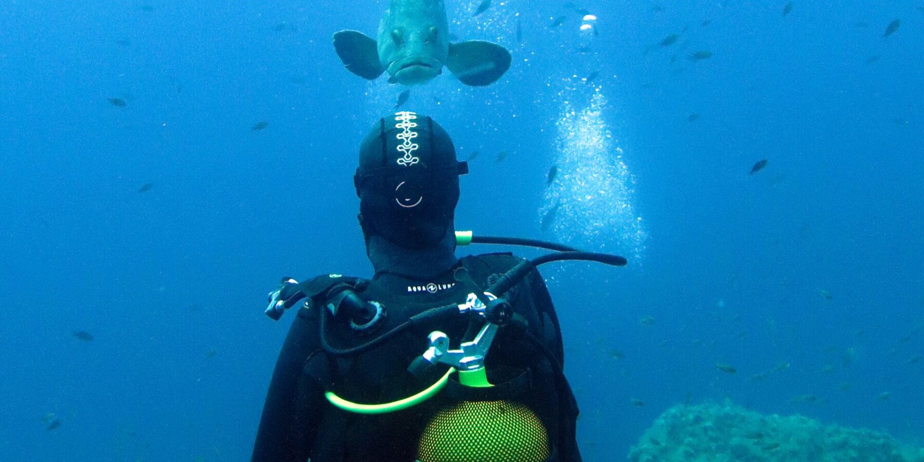 Un sub in muta nera, con la bombola gialla sulla schiena, visto da dietro di fronte a una cernia bruna che gli viene incontro in acqua libera blu, sopra rocce coperte di alghe e tra decine di piccoli pesci.