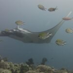 Una manta grigia che scivola verso sinistra sopra un reef di coralli cuoio, circondata da castagnole in primo piano, in un'acqua blu-grigia.