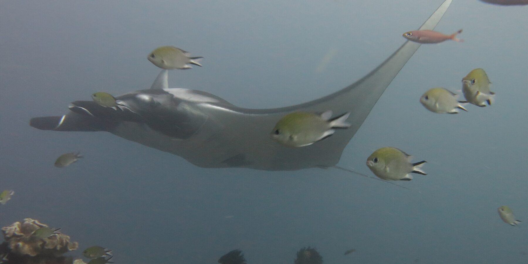 Una manta grigia che scivola verso sinistra sopra un reef di coralli cuoio, circondata da castagnole in primo piano, in un'acqua blu-grigia.