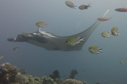 Una manta grigia che scivola verso sinistra sopra un reef di coralli cuoio, circondata da castagnole in primo piano, in un'acqua blu-grigia.