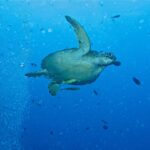 Una tartaruga verde che nuota verso destra in acqua libera, con due remore giallastre sotto il piastrone, accanto a una colonna di bolle di sub e a piccoli pesci.