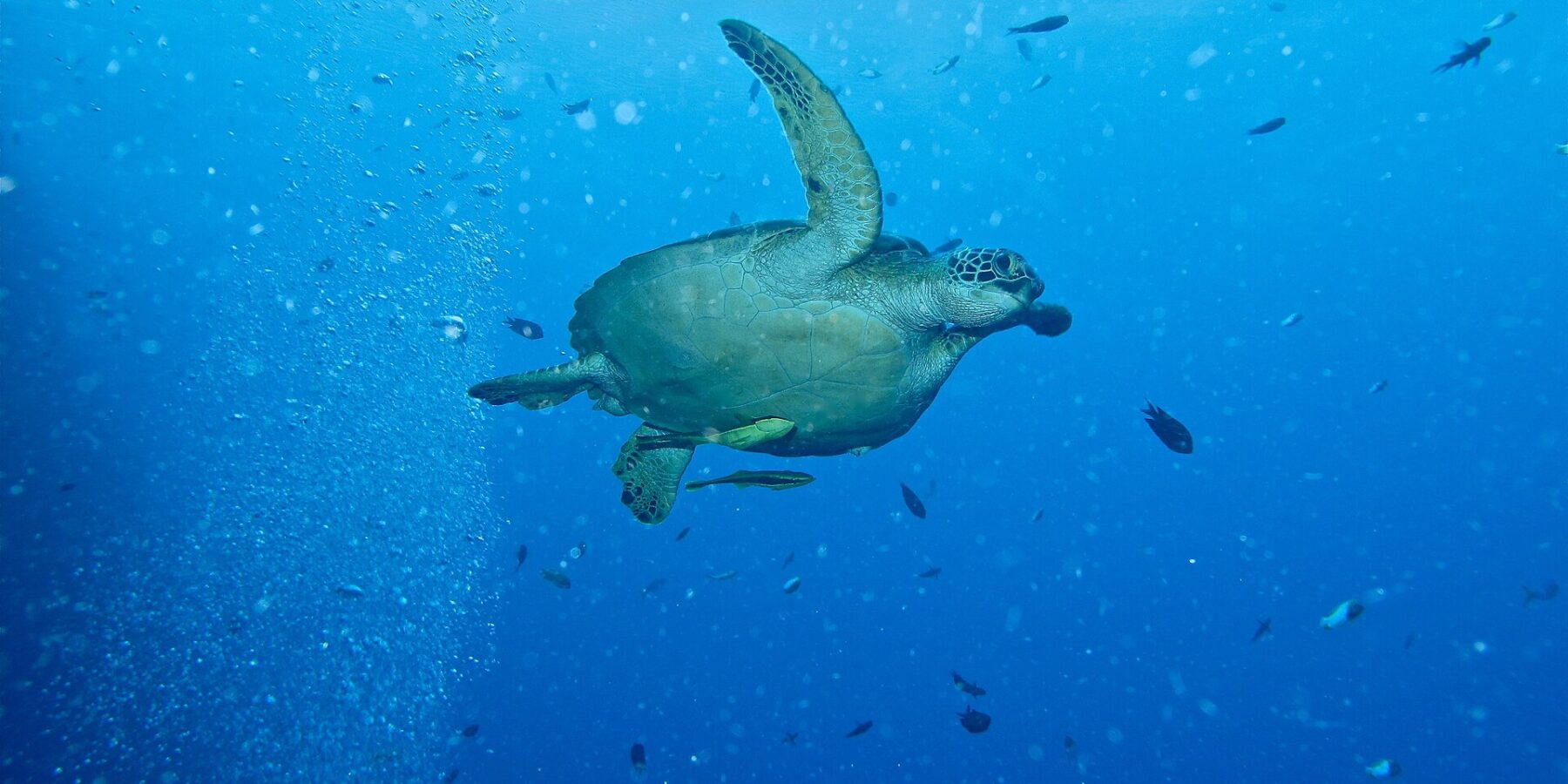 Una tartaruga verde che nuota verso destra in acqua libera, con due remore giallastre sotto il piastrone, accanto a una colonna di bolle di sub e a piccoli pesci.