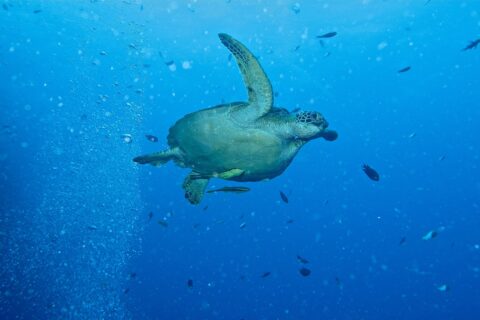 Una tartaruga verde che nuota verso destra in acqua libera, con due remore giallastre sotto il piastrone, accanto a una colonna di bolle di sub e a piccoli pesci.