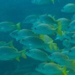 Un fitto banco di lutiani gialli dalle pinne giallo vivo, visti di profilo in un'acqua verde-blu, sul reef di Cabo Pulmo