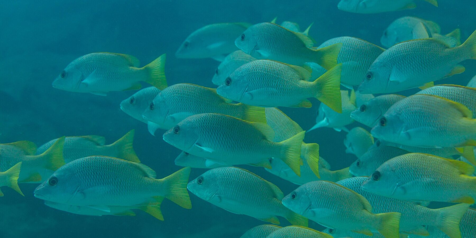 Un fitto banco di lutiani gialli dalle pinne giallo vivo, visti di profilo in un'acqua verde-blu, sul reef di Cabo Pulmo