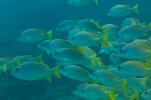 Un fitto banco di lutiani gialli dalle pinne giallo vivo, visti di profilo in un'acqua verde-blu, sul reef di Cabo Pulmo