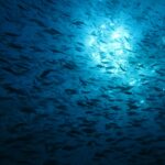 Un immenso banco di pesci in silhouette, visto dal basso contro la luce del sole che scintilla sotto la superficie, in un'acqua blu profondo.