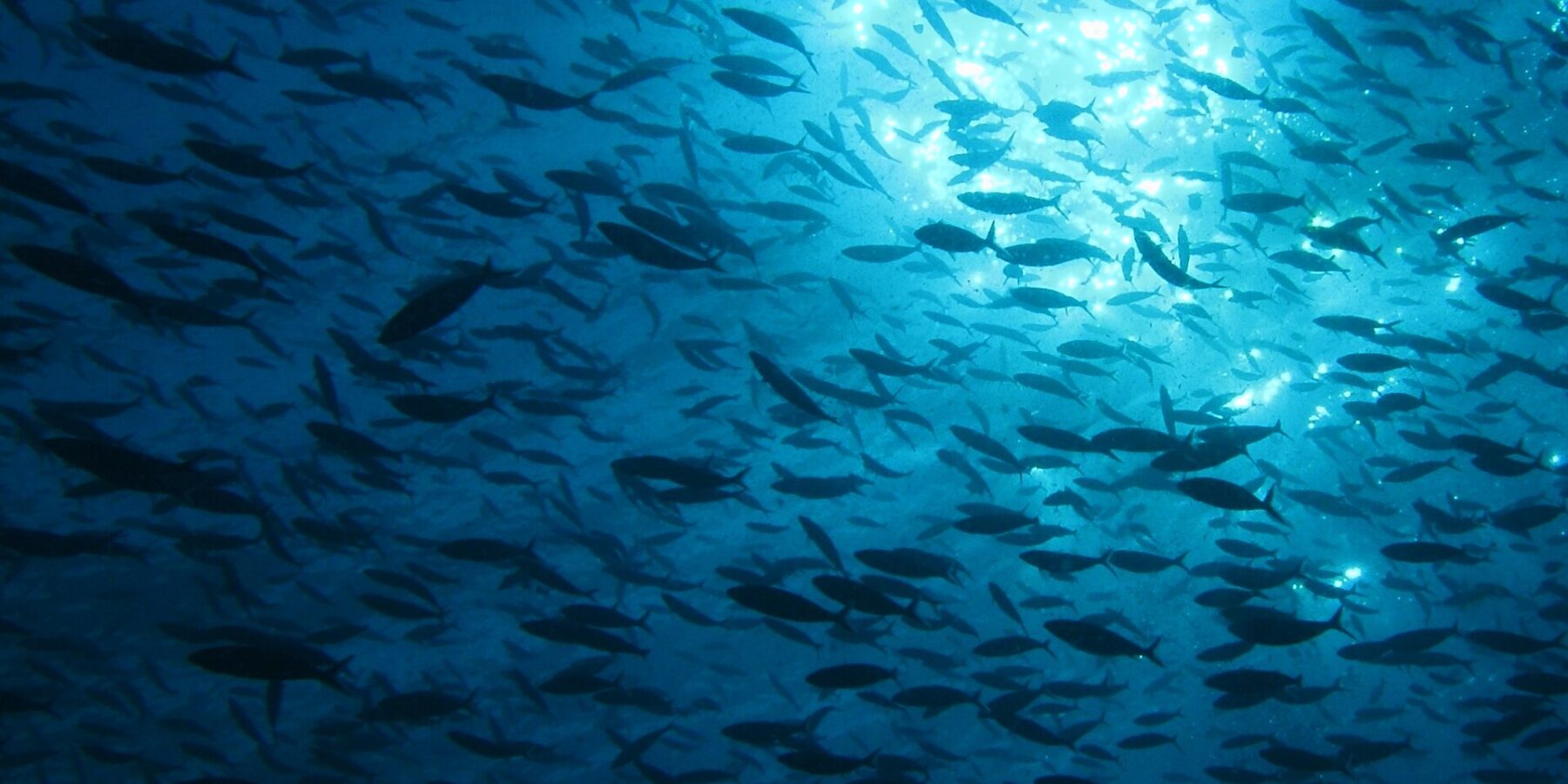 Un immenso banco di pesci in silhouette, visto dal basso contro la luce del sole che scintilla sotto la superficie, in un'acqua blu profondo.