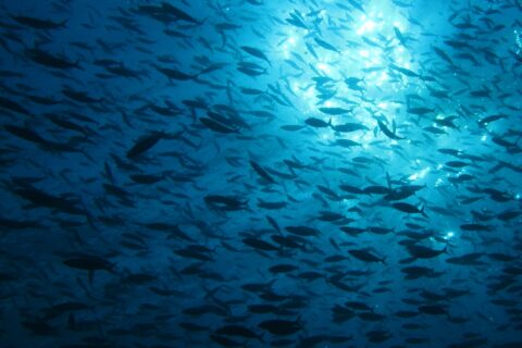 Un immenso banco di pesci in silhouette, visto dal basso contro la luce del sole che scintilla sotto la superficie, in un'acqua blu profondo.