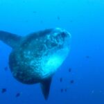 Un pesce luna grigio punteggiato di chiaro, visto di tre quarti in acqua libera blu, con le lunghe pinne dorsale e anale allungate, circondato da piccoli pesci di reef.