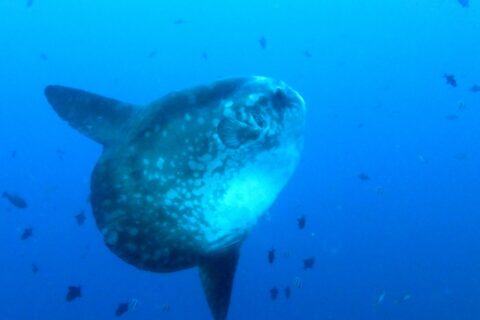 Un pesce luna grigio punteggiato di chiaro, visto di tre quarti in acqua libera blu, con le lunghe pinne dorsale e anale allungate, circondato da piccoli pesci di reef.