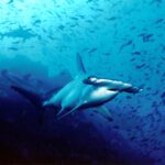 Uno squalo martello smerlato nuota verso l'obiettivo nell'acqua blu, con altri due squali martello dietro e una nuvola di piccoli pesci sopra il fondo roccioso.