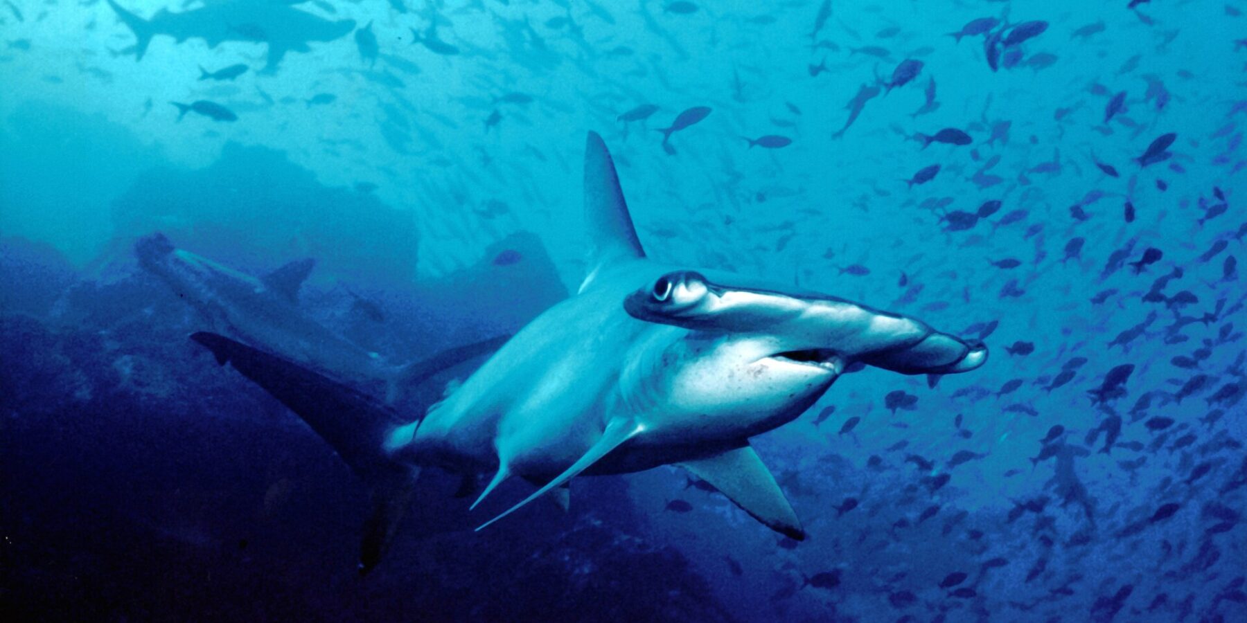 Uno squalo martello smerlato nuota verso l'obiettivo nell'acqua blu, con altri due squali martello dietro e una nuvola di piccoli pesci sopra il fondo roccioso.