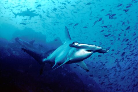 Uno squalo martello smerlato nuota verso l'obiettivo nell'acqua blu, con altri due squali martello dietro e una nuvola di piccoli pesci sopra il fondo roccioso.