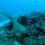Uno squalo zebra beige punteggiato di nero nuota verso l'obiettivo rasente un reef di corallo, con la lunga coda sollevata, in una nuvola di pesciolini argentati, la sabbia bianca a sinistra e l'acqua blu sopra