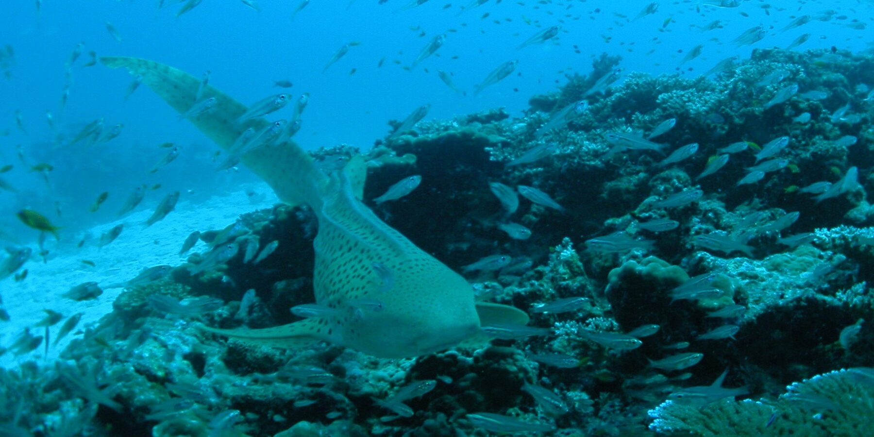 Uno squalo zebra beige punteggiato di nero nuota verso l'obiettivo rasente un reef di corallo, con la lunga coda sollevata, in una nuvola di pesciolini argentati, la sabbia bianca a sinistra e l'acqua blu sopra