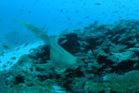Uno squalo zebra beige punteggiato di nero nuota verso l'obiettivo rasente un reef di corallo, con la lunga coda sollevata, in una nuvola di pesciolini argentati, la sabbia bianca a sinistra e l'acqua blu sopra