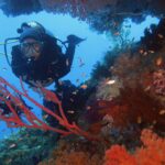 Un sub in muta nera rivolto verso l'obiettivo, incorniciato da gorgonie rosse e coralli molli arancioni dove nuotano piccoli anthias, su uno sfondo d'acqua blu.