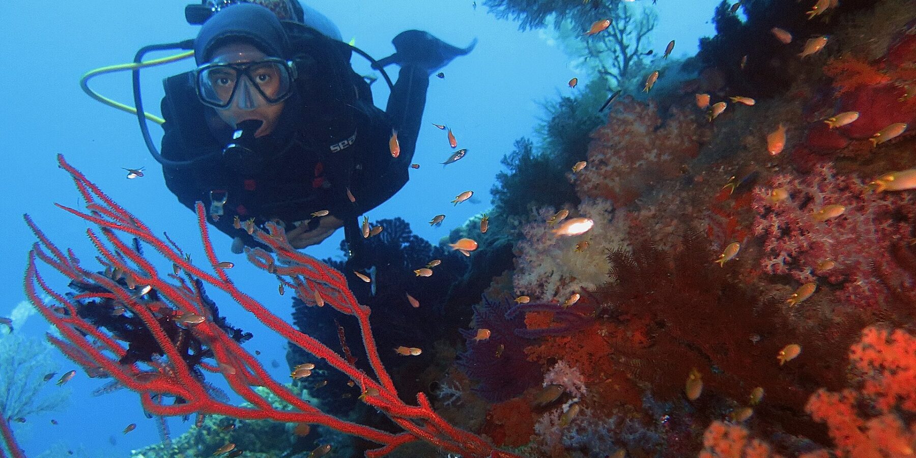 Un sub in muta nera rivolto verso l'obiettivo, incorniciato da gorgonie rosse e coralli molli arancioni dove nuotano piccoli anthias, su uno sfondo d'acqua blu.