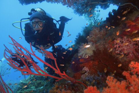 Un sub in muta nera rivolto verso l'obiettivo, incorniciato da gorgonie rosse e coralli molli arancioni dove nuotano piccoli anthias, su uno sfondo d'acqua blu.