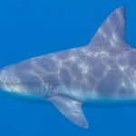 Primo piano di profilo di uno squalo leuca che nuota verso sinistra, muso corto e arrotondato, fessure branchiali e ampia dorsale, il dorso grigio striato di riflessi di sole su uno sfondo blu uniforme.