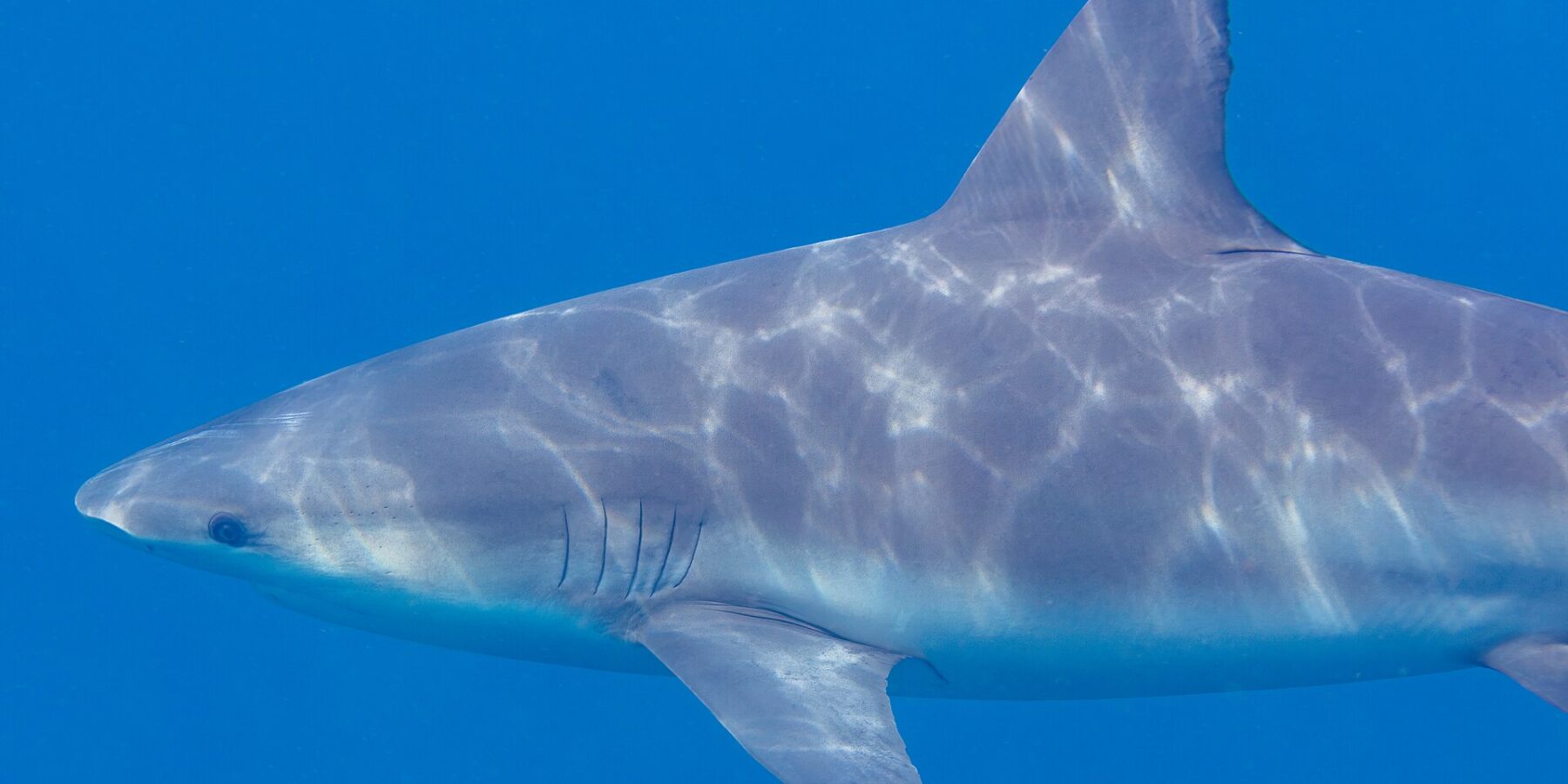Primo piano di profilo di uno squalo leuca che nuota verso sinistra, muso corto e arrotondato, fessure branchiali e ampia dorsale, il dorso grigio striato di riflessi di sole su uno sfondo blu uniforme.