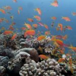 Una nuvola di anthias arancioni sopra un reef di coralli duri, in un'acqua blu limpida