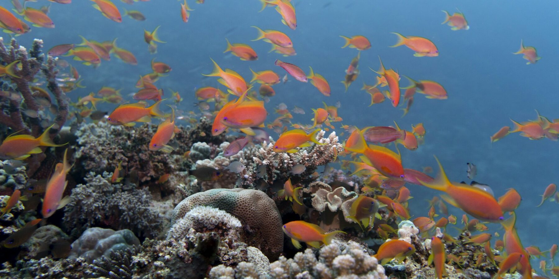 Una nuvola di anthias arancioni sopra un reef di coralli duri, in un'acqua blu limpida