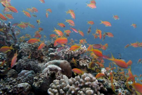 Una nuvola di anthias arancioni sopra un reef di coralli duri, in un'acqua blu limpida