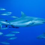 Uno squalo grigio di barriera visto di profilo, con una remora sotto il ventre, nuota nel blu accanto a un banco di pesci argentati, con un secondo squalo in basso a destra.
