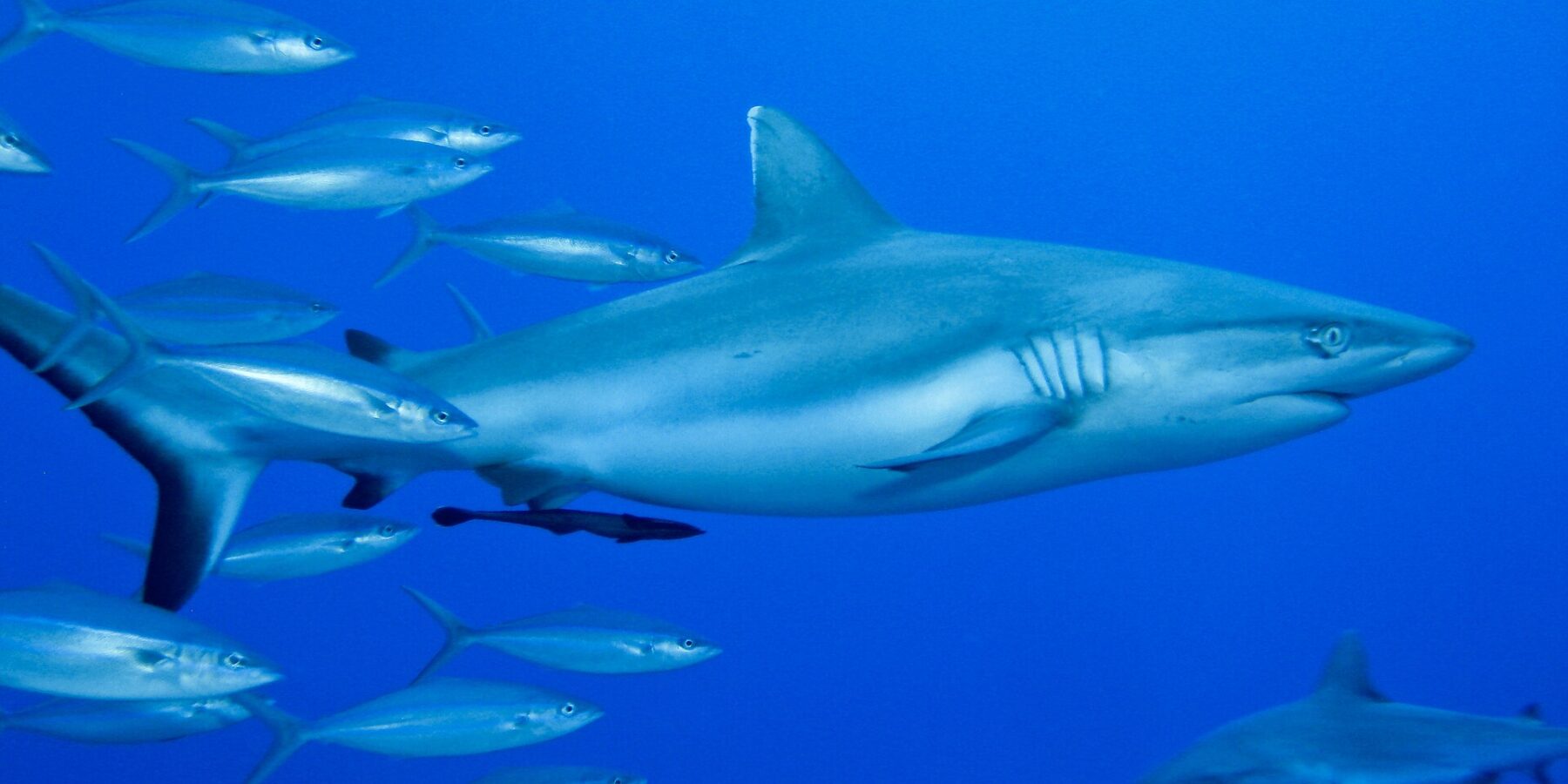 Uno squalo grigio di barriera visto di profilo, con una remora sotto il ventre, nuota nel blu accanto a un banco di pesci argentati, con un secondo squalo in basso a destra.