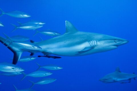 Uno squalo grigio di barriera visto di profilo, con una remora sotto il ventre, nuota nel blu accanto a un banco di pesci argentati, con un secondo squalo in basso a destra.