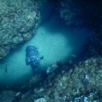 Una grossa cernia patata grigia marmorizzata di nero, vista dall'alto, posata sulla sabbia chiara di un corridoio tra due pareti rocciose coperte di corallo, in mezzo a una nuvola di piccoli pesci argentati