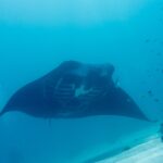 Una manta di barriera vista di fronte, con il ventre bianco e le fessure branchiali visibili, passa sopra la sabbia in un'acqua blu-verde, con piccoli pesci sul reef a destra